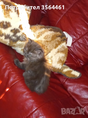 продавам персийско коте-мъжко, снимка 11 - Персийска - 52410928