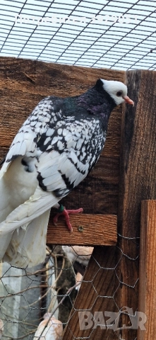 Продавам Нюмберски гълъби, снимка 4 - Гълъби - 52589186