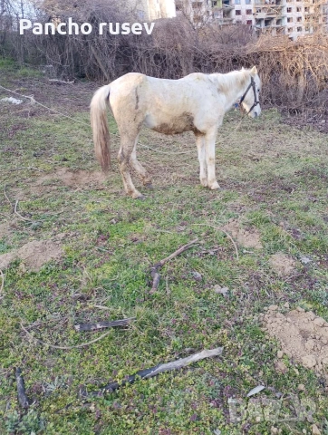продава се мъжки кон , снимка 2 - Коне - 53934680