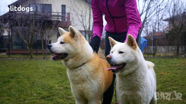 Акита Ину прекрасни кученца , снимка 6 - Акита ину - 52896168