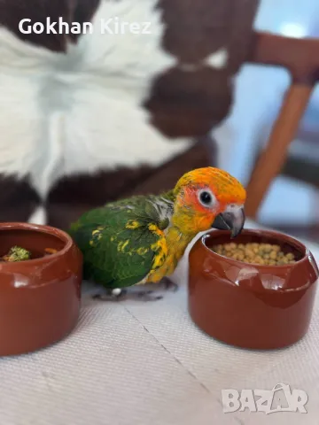 Папагали Слънчева Аратинга, снимка 8 - Папагали - 49701160