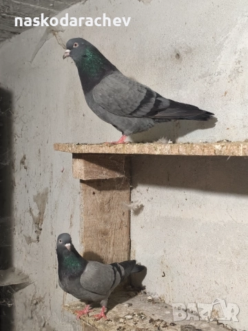 Гълъби на въртене - преметачи различни цветове, т.нар. поморийски ролери , снимка 15 - Гълъби - 52409994