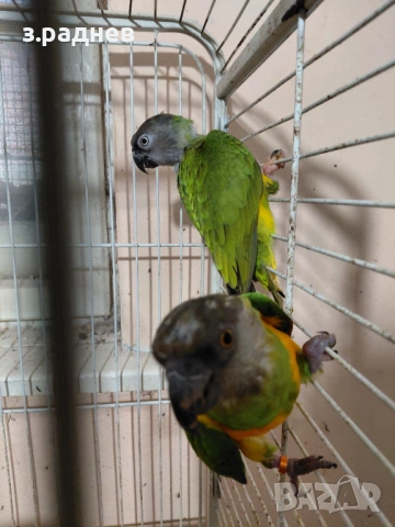 Двойка сенегалски папагали, снимка 4 - Папагали - 53627458
