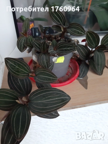 Лудизия Скъпоценна орхидея - Ludisia Discolor, снимка 2 - Стайни растения - 52659292