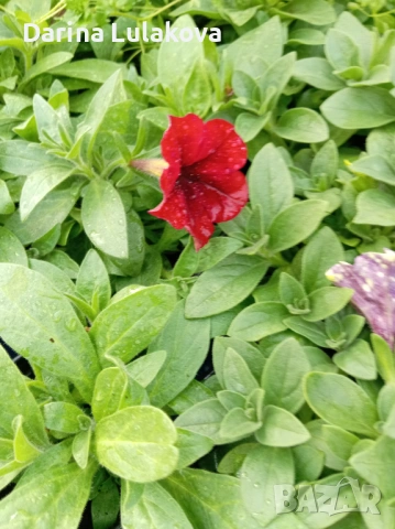 Каскадна петуния 