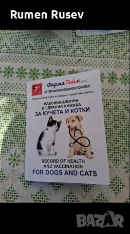 Продавам Чихуахуа женско , снимка 14 - Чихуахуа - 52933508