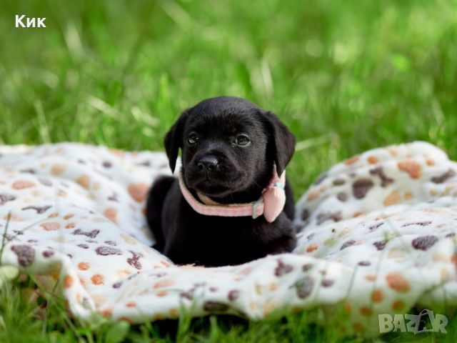 Чистокръвен Labrador Retriever БРИТ КЛАС!, снимка 1 - Лабрадор ретривър - 45554513