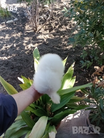 Померани. Момче и момиче. Снимки от 09.03.26 г. , снимка 8 - Померан - 53768049