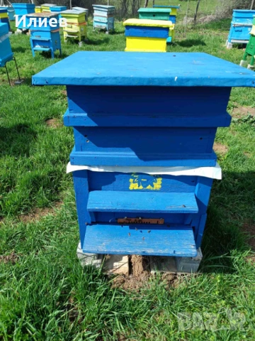 Продавам пчелни семейства в комплект с кошер и магазин, снимка 2 - Други животни - 54104388