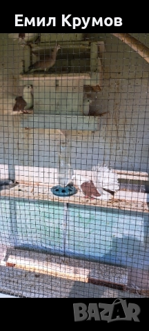 Продавам гълъби, снимка 6 - Гълъби - 51321719