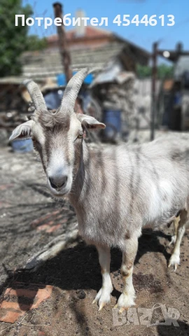 Коза, снимка 1