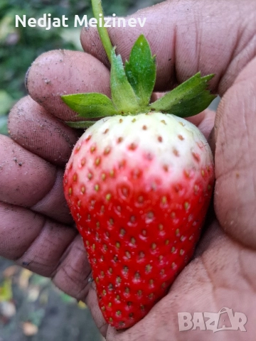 Ягоди сорт Албион, снимка 4 - Разсади - 52894094