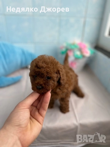 Той Пудел/Toy Poodle, снимка 3 - Пудели - 53826351