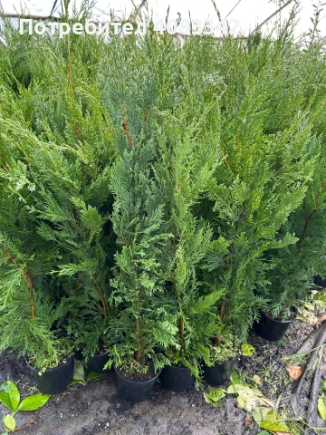 Лейланди Кипарис, снимка 2 - Градински цветя и растения - 52057270