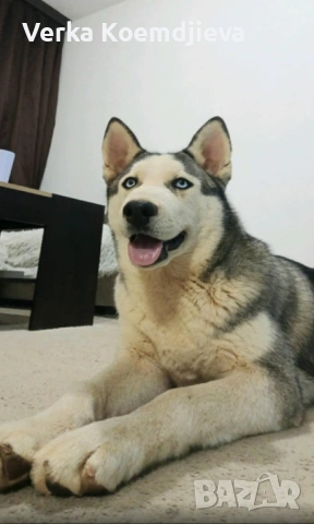 Продавам кученца Хъски 🐾, снимка 5 - Хъски - 53594890