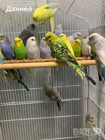 Вълнисти папагали, снимка 1