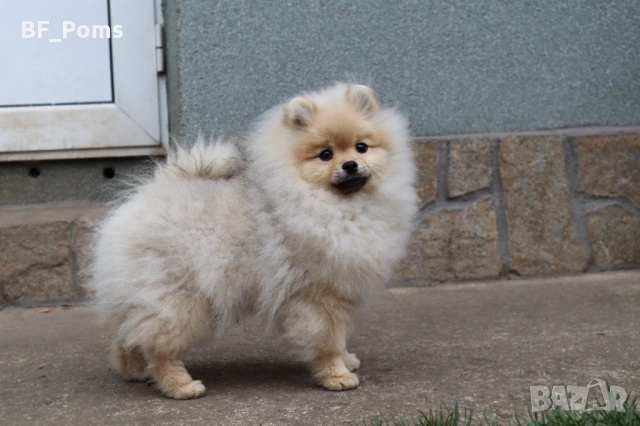 Чистокръвно момченце померан с родословие FCI