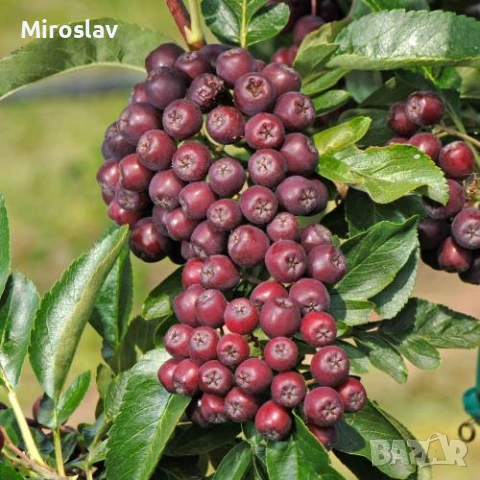 Офика „Бурка“-(Самодивско дърво)