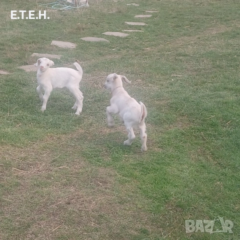 Малки ярета.