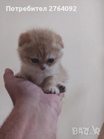 продавам шотландски клепоухи котета, снимка 13 - Чинчили - 53878883