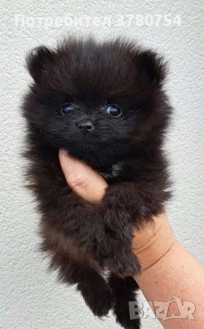 Померан мини/померан, снимка 8 - Померан - 41497748