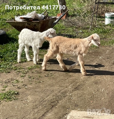 Ярета на 42-45 дни