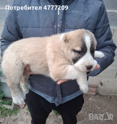 САО-АЛАБАЙ , снимка 6 - Други - 53970663