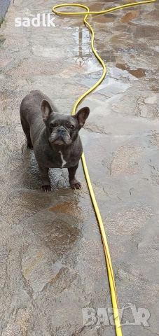 френски булдог , снимка 2 - Френски булдог - 54004406