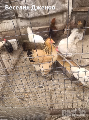 брама , снимка 2 - Кокошки и пуйки - 53999556