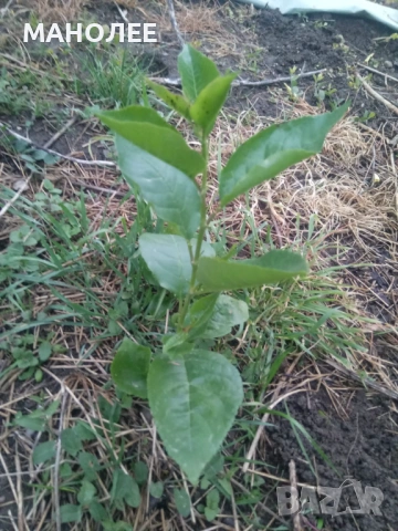 🍒🍒🍒Вишни🍒🪴🪴🍒, снимка 2 - Градински цветя и растения - 53230083