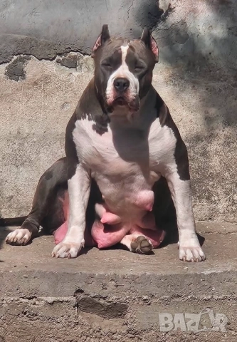 Американско були хл American bully XL, снимка 2 - Други - 51978331