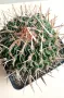 echinofossulocactus pentacanthus, снимка 2