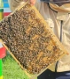 Пчелни отводки, снимка 1