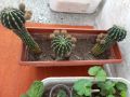 Различни кактуси, снимка 1 - Стайни растения - 45350691