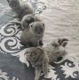 Шотландски клепоухи котенца , снимка 1 - Британска късокосместа - 45264586