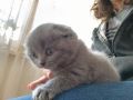 Продавам котенца шотландски клепоухи, снимка 1 - Британска късокосместа - 45262007