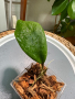 Hoya Hotlips, снимка 1 - Стайни растения - 45041258