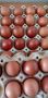Легхорн и Маран черен мед;свободни яйца,пилета и кокошки кокошките са с записване и капаро., снимка 5