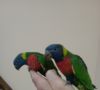 Работещи двойки папагали многоцветно лори., снимка 9