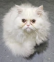 Продавам персийско котенце , снимка 1