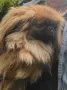 Пекинези, снимка 2
