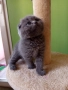 Шотландски котенца , снимка 9