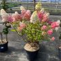 Hydrangea paniculata Ванилия-Ягода - Хортензия за слънце, снимка 5