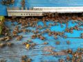 Пчелни отводки 2023г призимувалимайки, снимка 1 - За пчели - 45114636