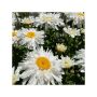 Leucanthemum Crazy Daisy(Маргарита кичеста), снимка 1 - Градински цветя и растения - 45842342