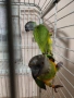 Двойка сенегалски папагали, снимка 4