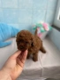 Той Пудел/Toy Poodle, снимка 3