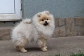 Чистокръвно момченце померан с родословие FCI, снимка 1