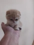 продавам шотландски клепоухи котета, снимка 13