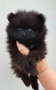 Померан мини/померан, снимка 8